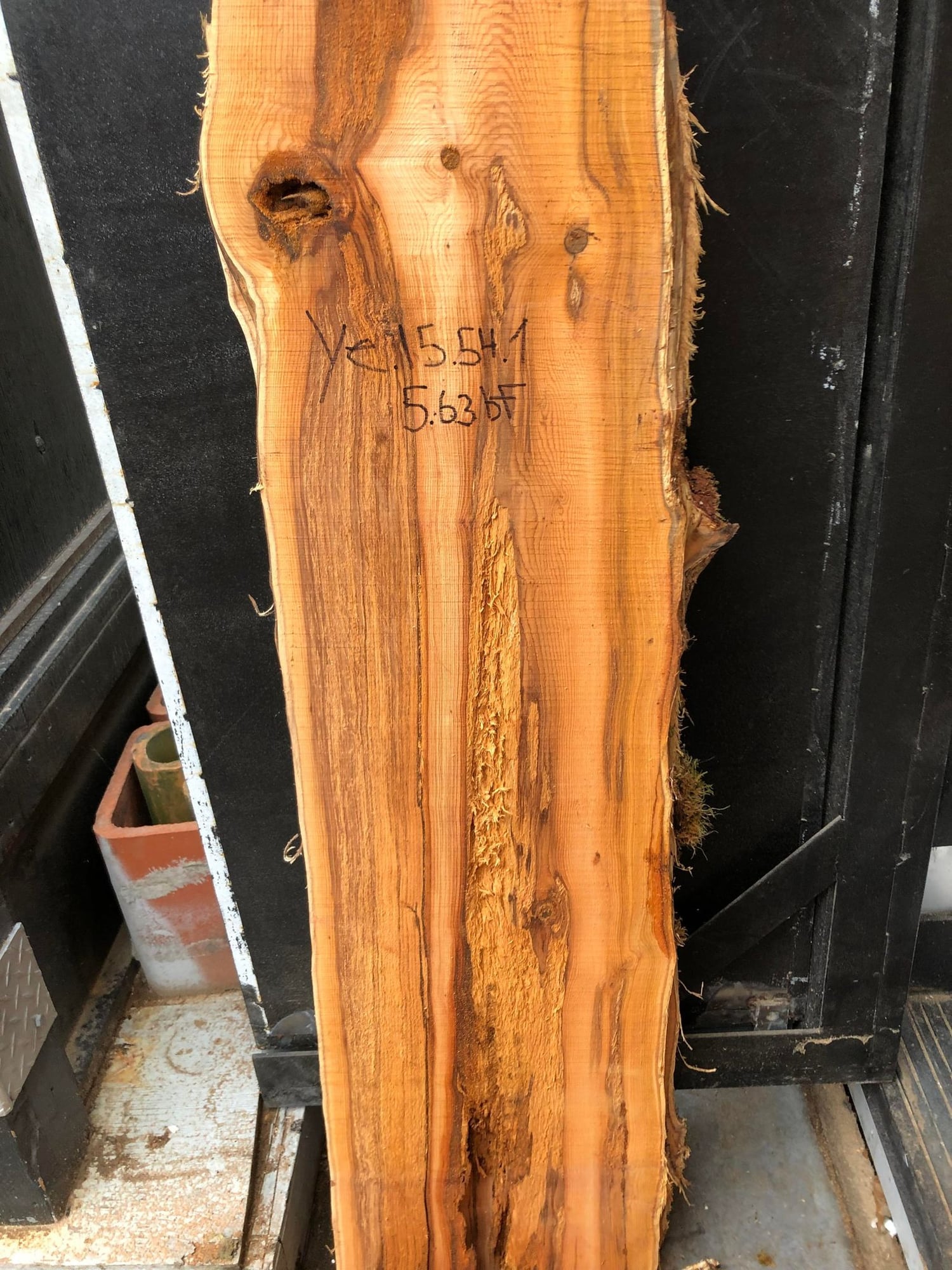 Pacific Yew